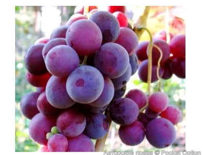 виноград