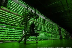 Майнинг ферма (1)