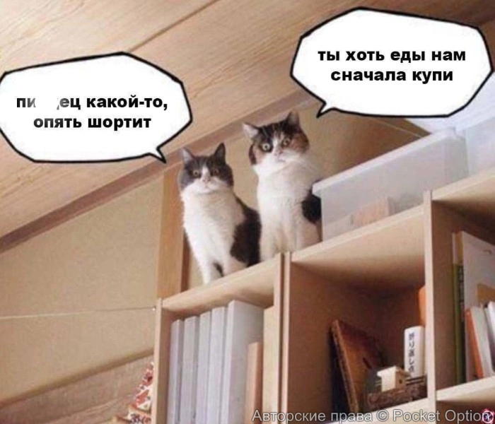 коты